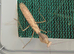 Pair of Timor shield mantis (Rhombodera kirbyi) plus other inverts