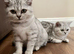 TICA registered British short hair kittens