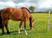 RID 2year old gelding