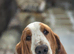 Proven Red & White Basset Hound Stud