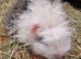 One only baby texel boy guinea pig
