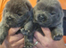 6 stunning kc reg chow pups rough coat