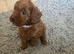 Beautiful f1b Cavapoos puppies