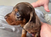 Litter of Mini Daschund puppies