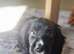 Buddy for sale