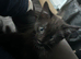 Beautiful kittens
