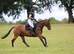 Super smart allrounder Novice ride