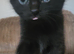 Playfull male kitten
