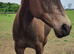2019 partbred american quarter horse gelding