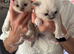 2 Female Ragdoll kittens