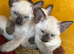 Siamese kittens ready September