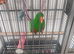 Male eclectus approximately 8 years old