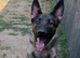 German Sheperd Puppy/ 13 month old Female