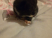 Beautiful kittens half British shorthair