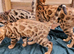 Cuddly Charity Donation **Breed Quality**