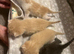 Ragdoll Cross Kittens