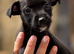 Patterdale boy and girl 8 weeks old