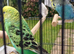 Pair of breeding budgies