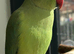 Baby ring neck talking parrot