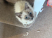 Birman cats / kittens