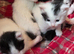 3 female kittens ready to go friday 3rd july