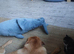 Chunky labrador