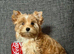 Teacup Yorkshire terrier