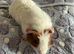Re Available - Baby male Guinea Pig