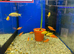 Rosy Barb (Pethia conchonius)