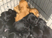 Gorgeous Show Type Cocker Pups
