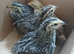 3 Week Old Quails