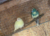 Pair of budgies pair kaks cages nest boxes