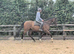 Top eventer in making ror gelding