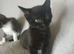 One lovely little girl  all black