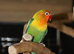 Baby Love birds,18