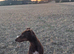 Betties looking for her forever home