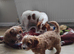 Cavapoos