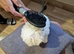 Bichon Frise Puppy -Champion Bloodline -Last Puppy