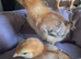 Pure copper black marans/pure rhode island red chick's available