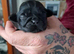 4 Beautiful Shih Tzu Puppies