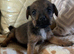 Patterdale puppies