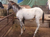 Quality foal few spot colt