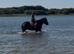 Beautiful shire mare