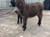 Two stunning Jenny donkeys