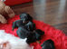 Sweet mini dachshund puppies
