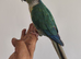 Super Friendly Cuddly Tame Parrot Blue