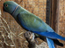 baby mutation ringneck&rsquo;s