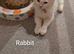 5 pure bred ragdolls