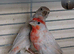 Pair of opal Mexican house finches