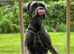 Cane corso girl rehome